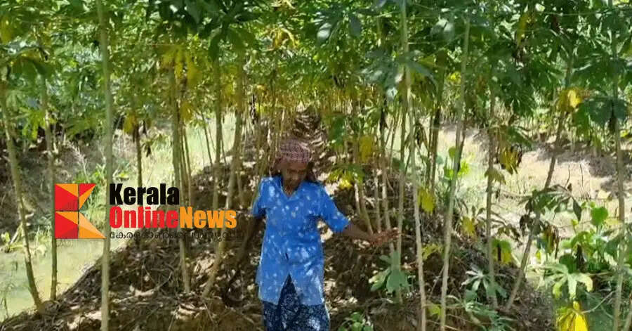 Devuchechi with her memories of Njattuvela in the field of memories