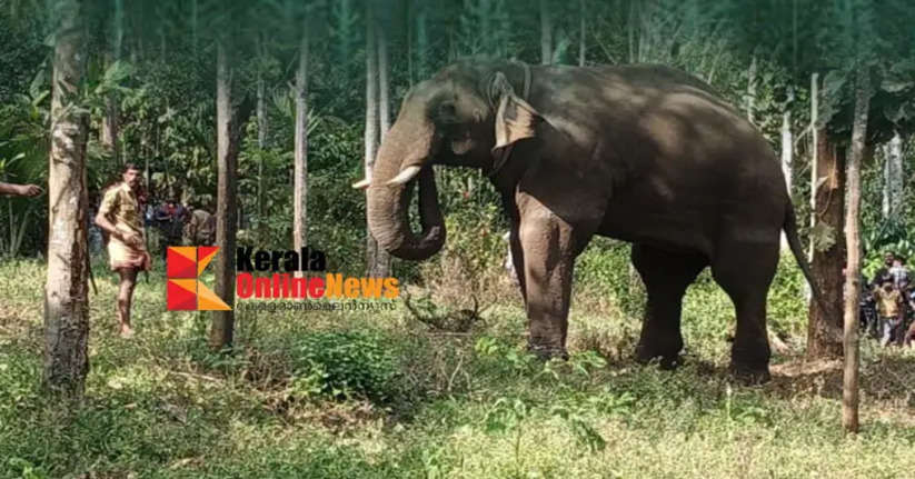 A search using Kunki elephants in Pulpalli failed to find the tiger