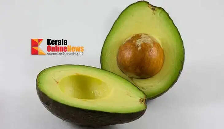 avocado 