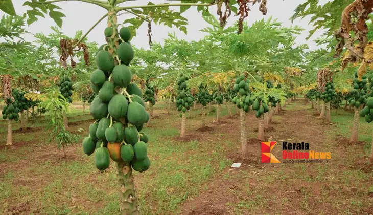 You should also know these things when growing papaya