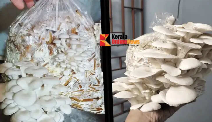 Mushroom farming: A venture that yields high returns from a small space.