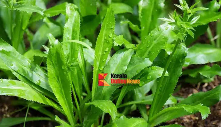 How about planting an African coriander at home?