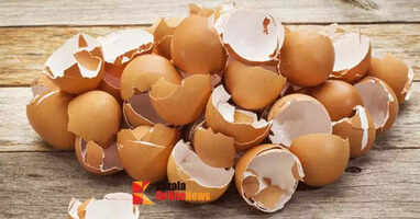 eggshell
