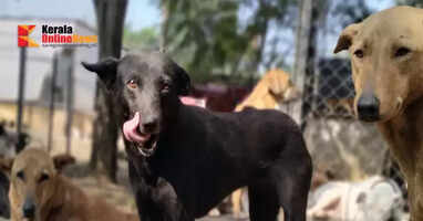 Solution to street dog nuisance; Decision to establish shelter homes in Kannur city