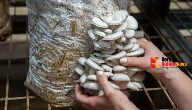 mushroom