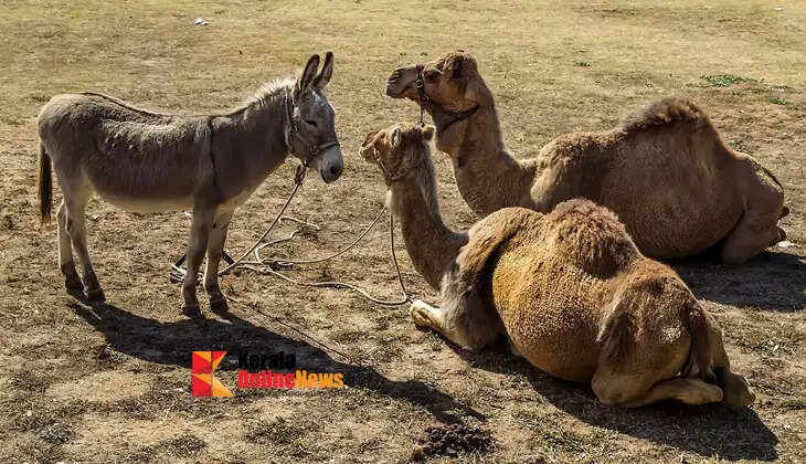 The central government has announced a subsidy of up to Rs 50 lakh for raising animals like donkeys, horses and camels.