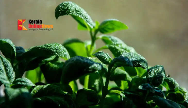 Vegetables suitable for cultivation during the rainy season; Varieties that yield high yields with minimal care