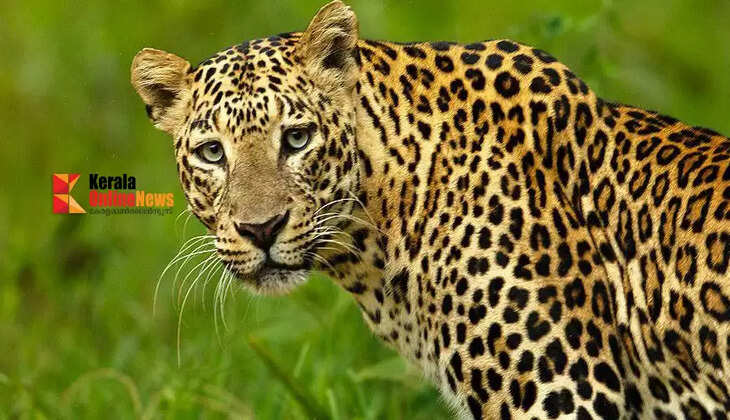 leopard