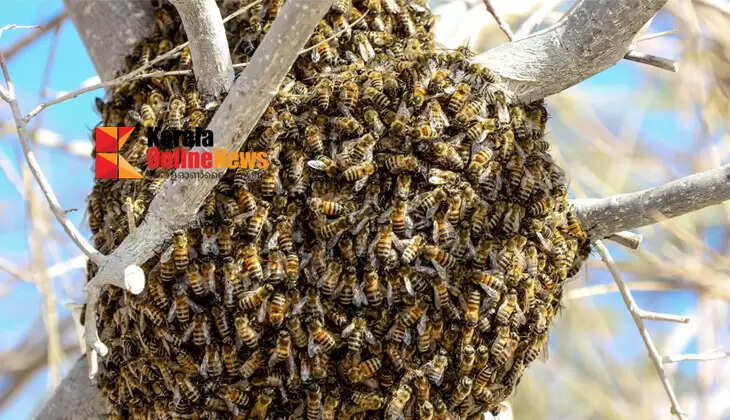 honey bee