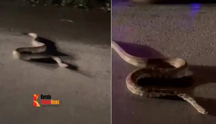 snake