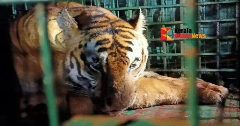 Tiger that killed tribal youth in Wayanad is now in a cage