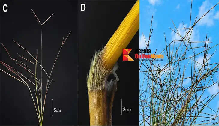 Researchers have discovered a new plant species in Kannur; the new plant has been named 'Dimeria rajaniana' in honor of environmentalist P.P. Rajan.