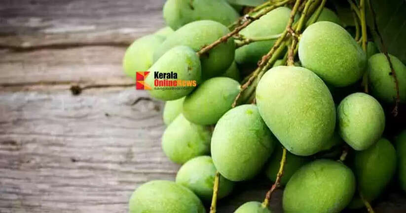 പച്ച മാങ്ങ