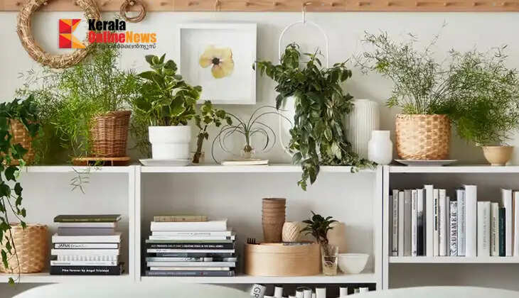 Low maintenance; beginners can try these indoor plants.