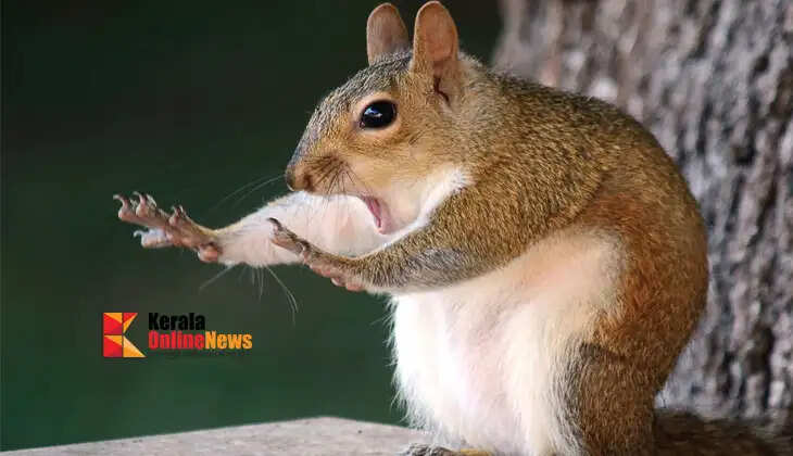 Squirrel attack spreads fear; Around 20 people, including the dean, bitten at Udaipur University