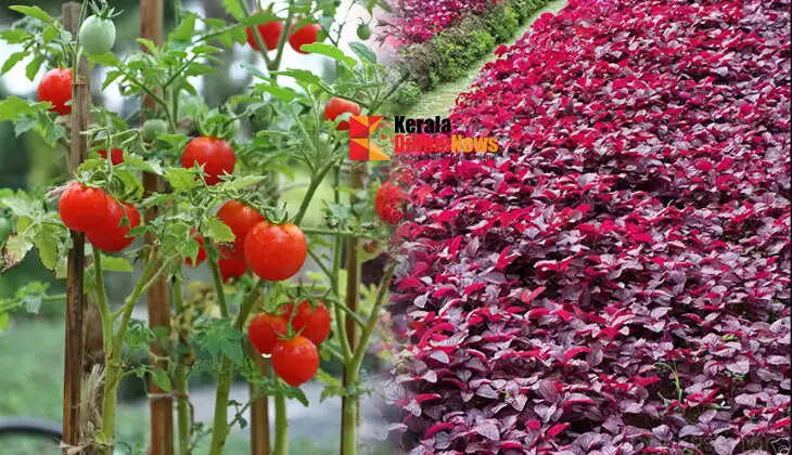 These vegetables can be grown in the kitchen garden during the rainy season.