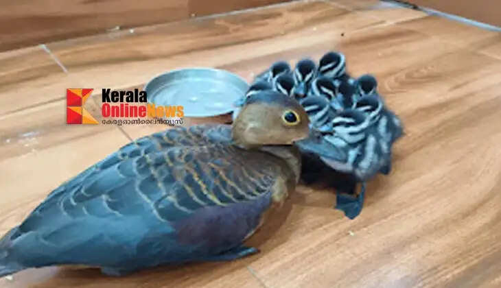 Wild duck and ducklings fly into Chudala Leo Lab; staff ensure their safety.