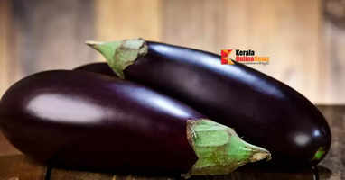 Eggplant