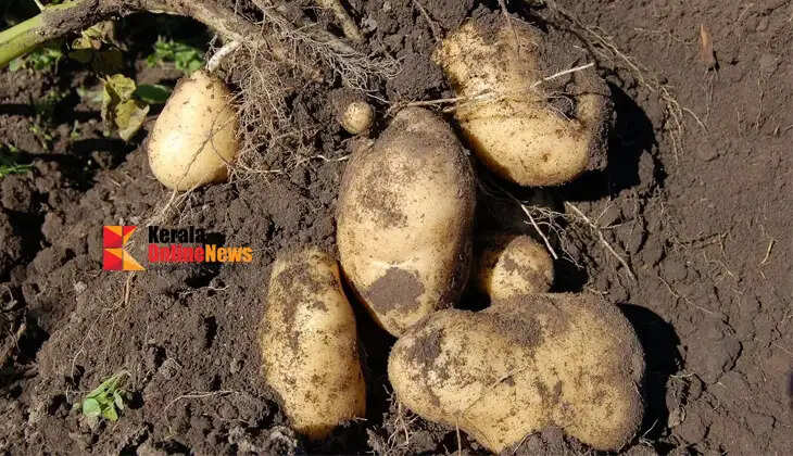 Potato Cultivation in Kerala: Achieve Excellent Yields in Home Gardens and Grow Bags