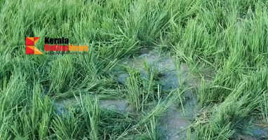 A herd of elephants descended on Thenmalayadivaram in Thrissur.