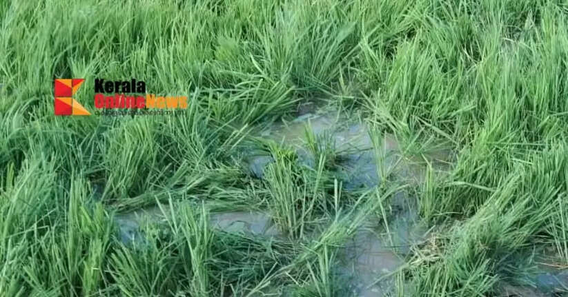 A herd of elephants descended on Thenmalayadivaram in Thrissur.