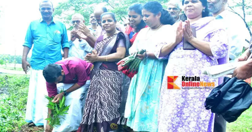 Kannapuram in Kannur becomes bamboo village: M.Vijin MLA initiates planting