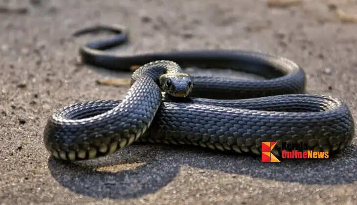 snake