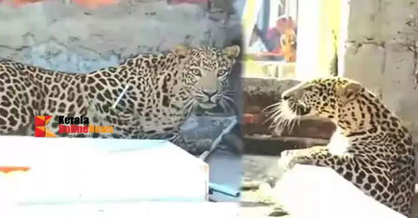 Tiger attacks residential area in Maharashtra; seven injured