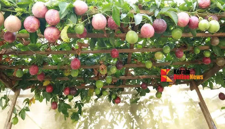 passionfruit