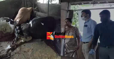 Five cows die of shock in Kannur: Shyamala's livelihood destroyed