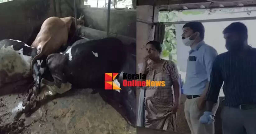 Five cows die of shock in Kannur: Shyamala's livelihood destroyed