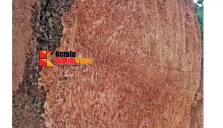National Highway Service Road Construction: Landslide threat near Chala Ambalam stop