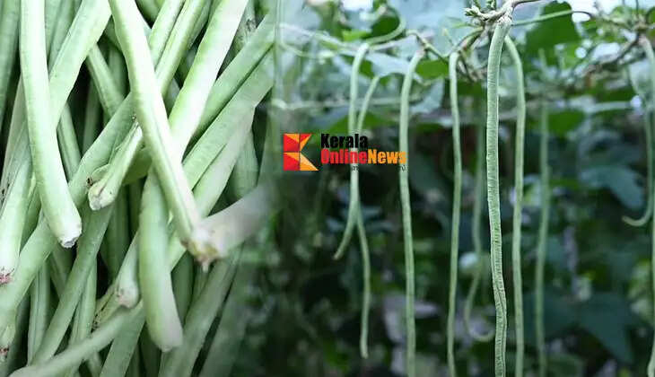 Double the yield in bitter gourd cultivation by setting up a trellis.
