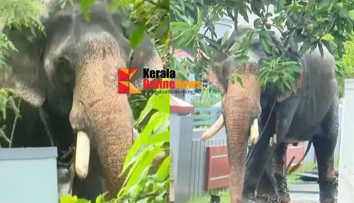 Forest department imposes 15-day ban on parades for escaped elephant