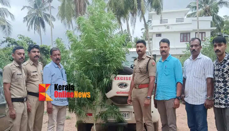 Cannabis plants seized from the banks of the Avera river in Edakkad