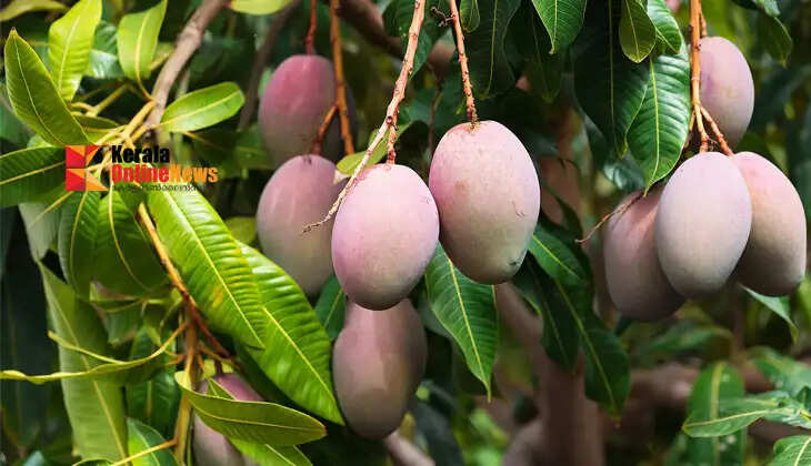 Excellent potential in mango cultivation; proper care is essential for a good yield.