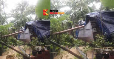 Coconut trees fell on a house in Pazhangadi, destroying it.