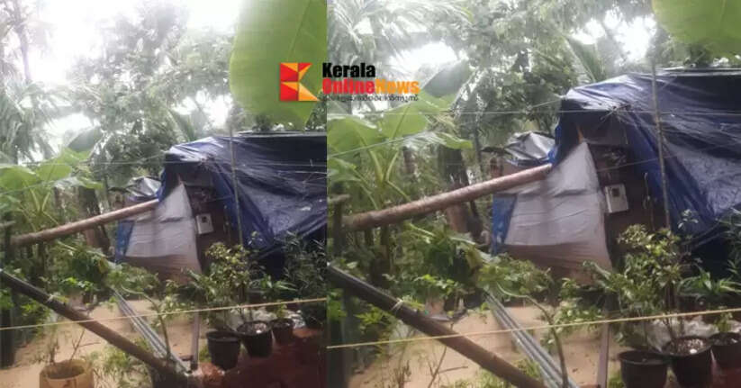 Coconut trees fell on a house in Pazhangadi, destroying it.