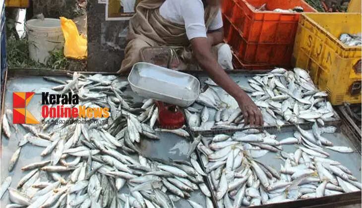 Scorching heat; Huge reduction in fish availability in coastal waters, prices rising