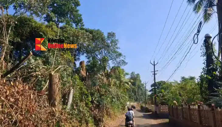 In Thiruvalla, a tree worth lakhs was felled under the guise of a 'touching cut' (a minor trimming); the owner only learned of it when timber merchants arrived at the house inquiring if there was a tree available for sale.