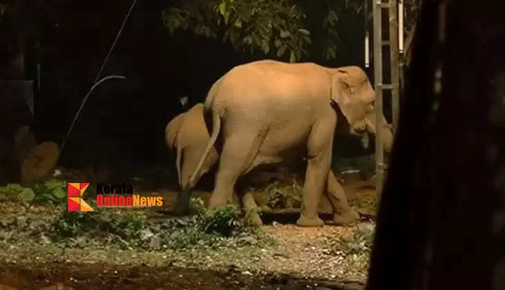 Wild elephant lands at Pandithavalam; 17 pilgrims injured as they ran away in panic