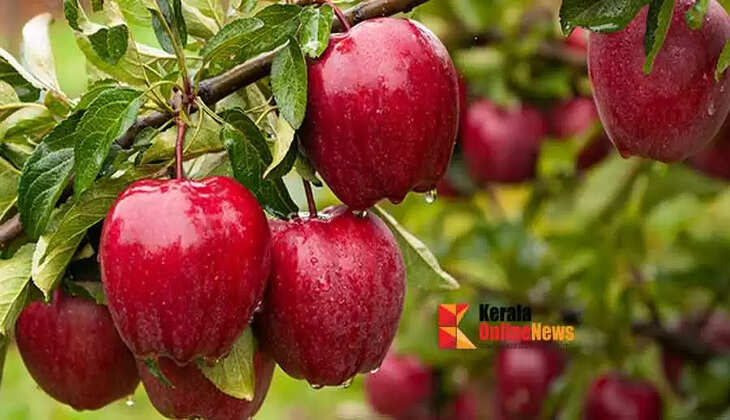 apple