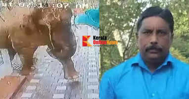 wayanad elephant attack death