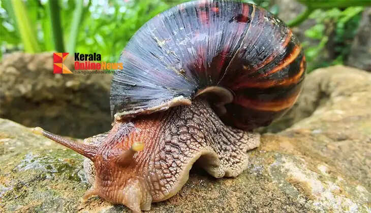 Giant African snails are spreading widely in Kerala.