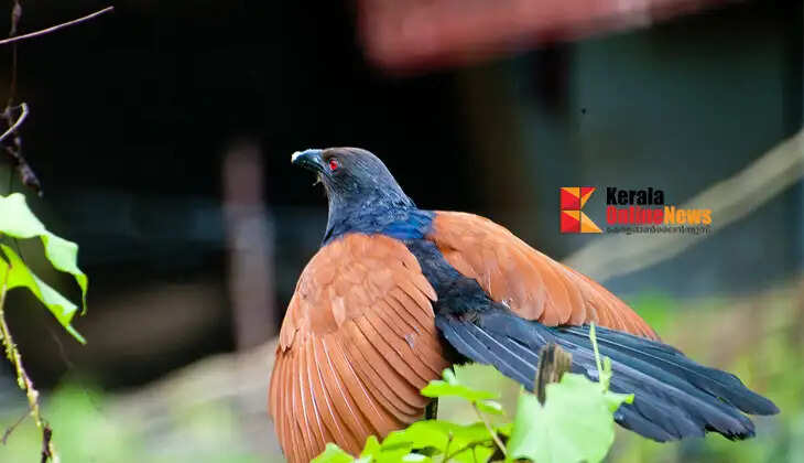 Does setting out after seeing Uppan (the Malabar Whistling Thrush) as an omen bring good results?