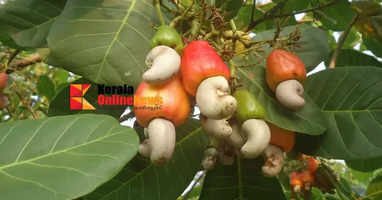 Local cashew will be procured at the rate of Rs110