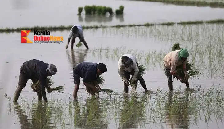 Protect crops from heavy rain; Agricultural University advises taking precautions for crops.