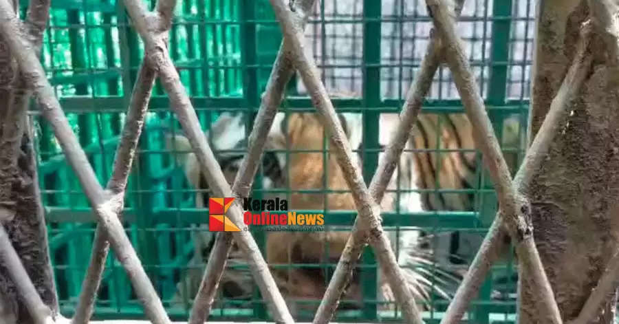 kelakam The tiger which came into the residential area at the end of the day was drugged and caught and put in a cage