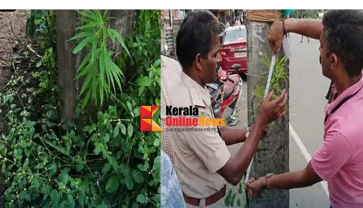Cannabis plant found during Excise inspection in Kaitheri.