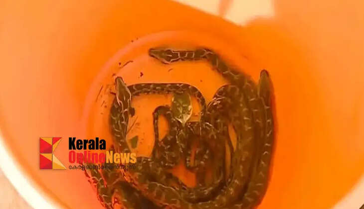 A family in fear of pythons; 18 snakes caught in two days